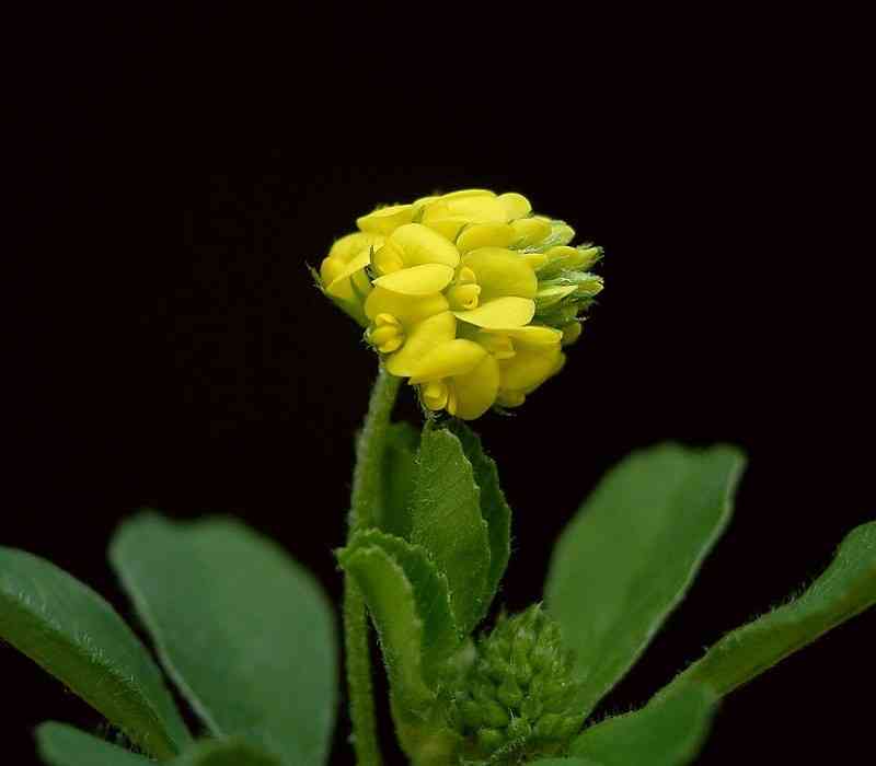 Black medick