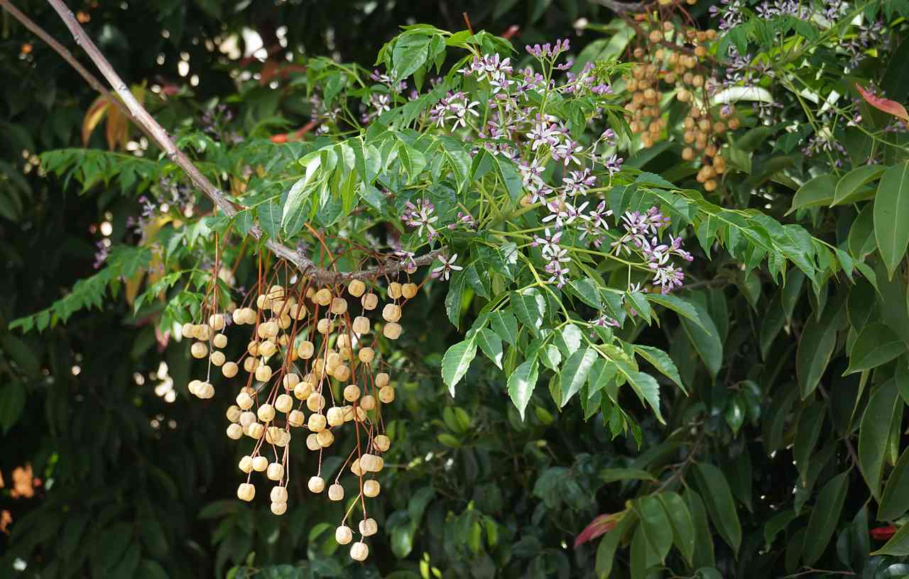 Chinaberry tree