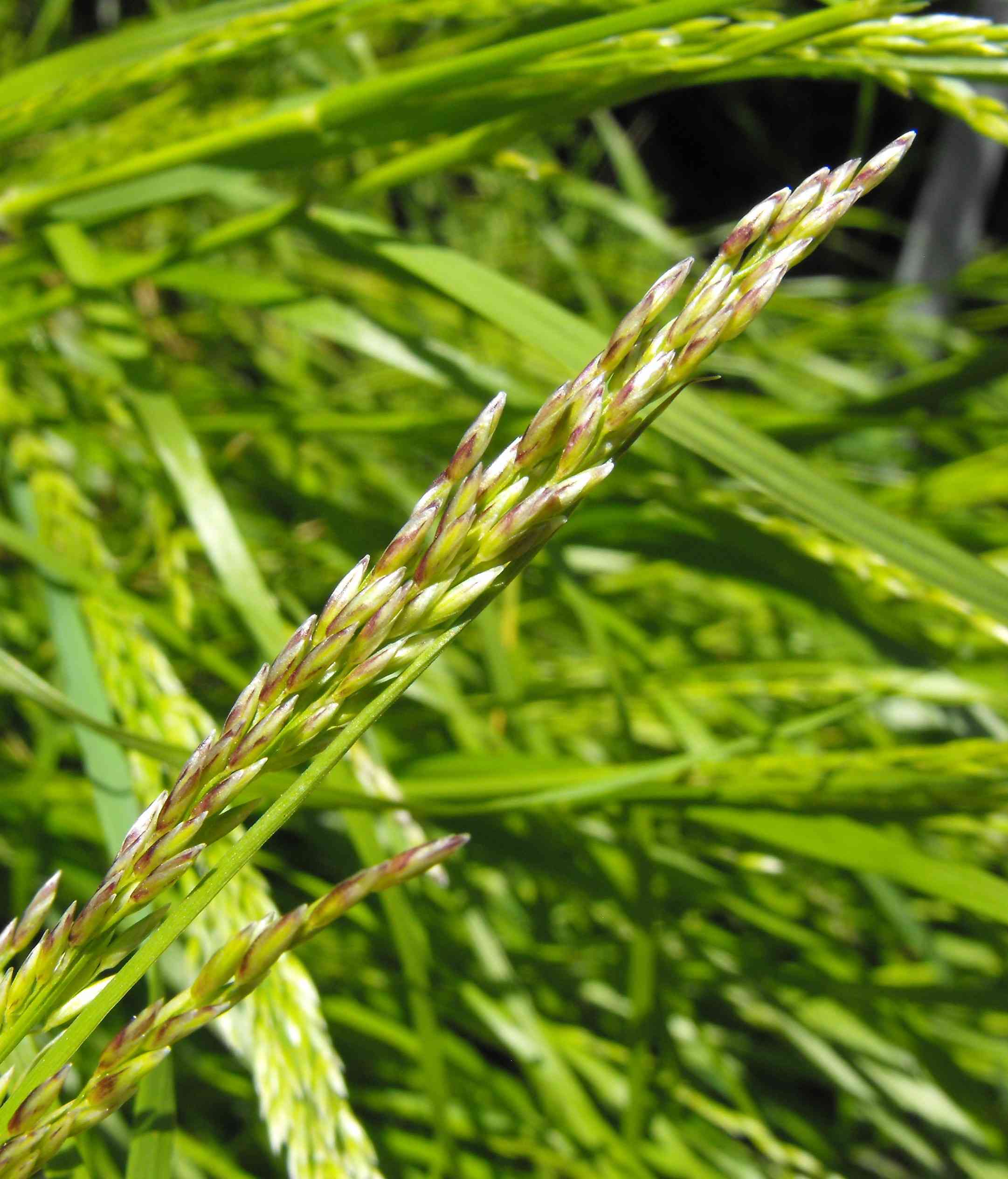 Smallflower melicgrass