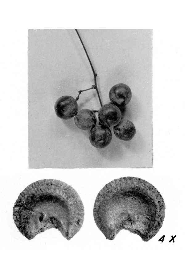 Common moonseed