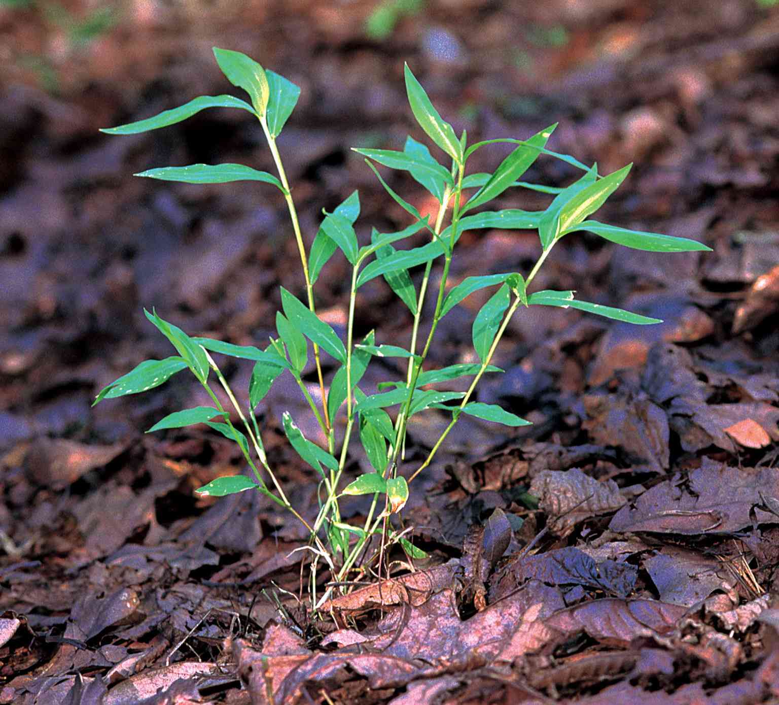 Japanese stiltgrass