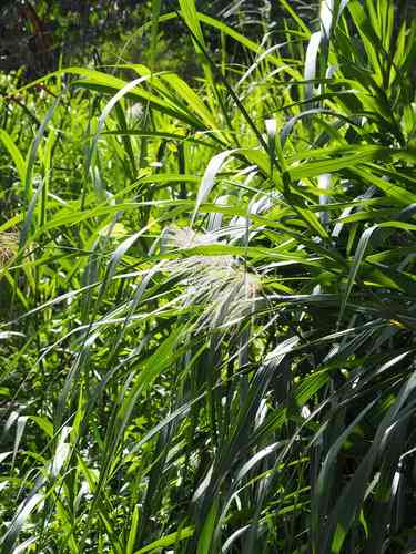 Pacific island silvergrass