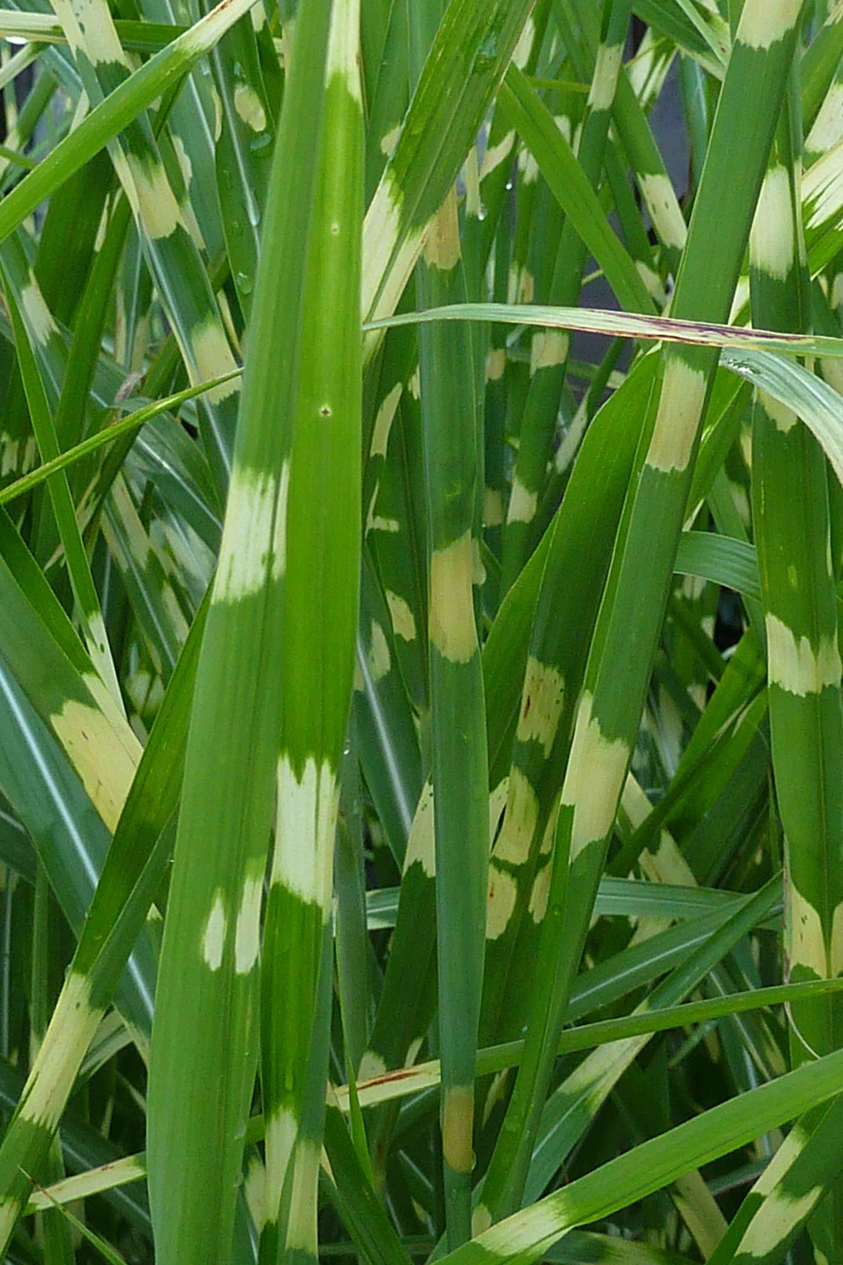 Chinese silver grass