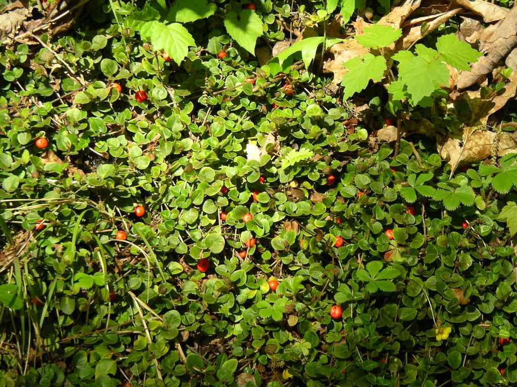 Partridge berry