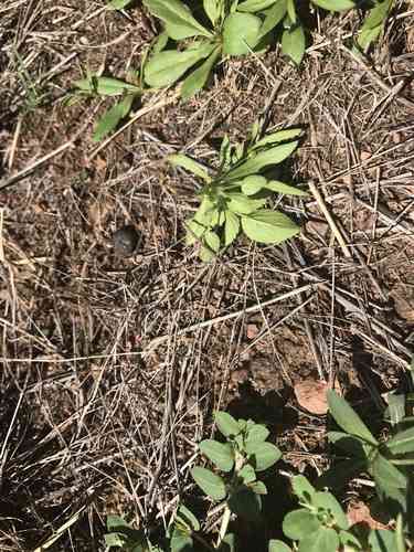 Green carpetweed