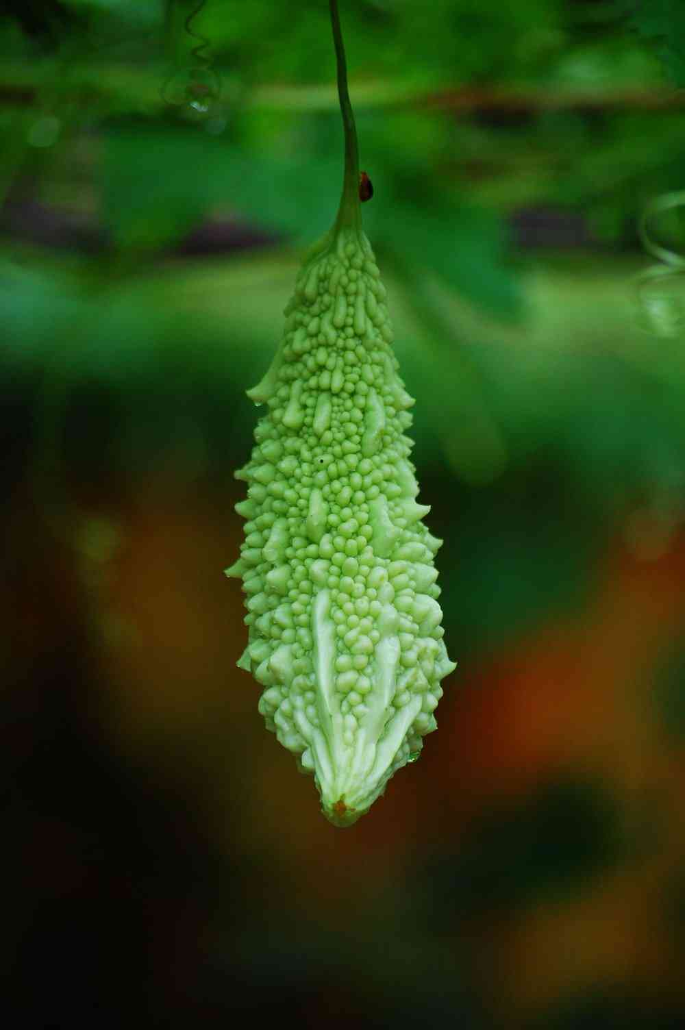 Bitter melon
