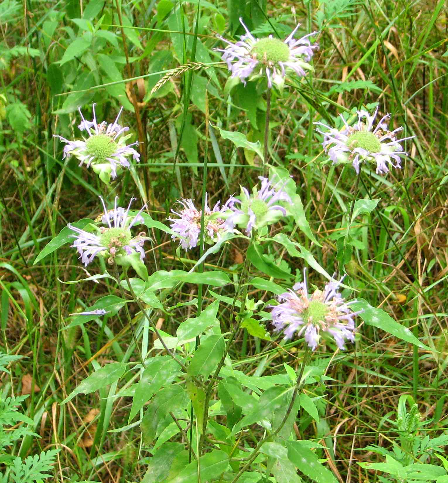 Wild bergamot