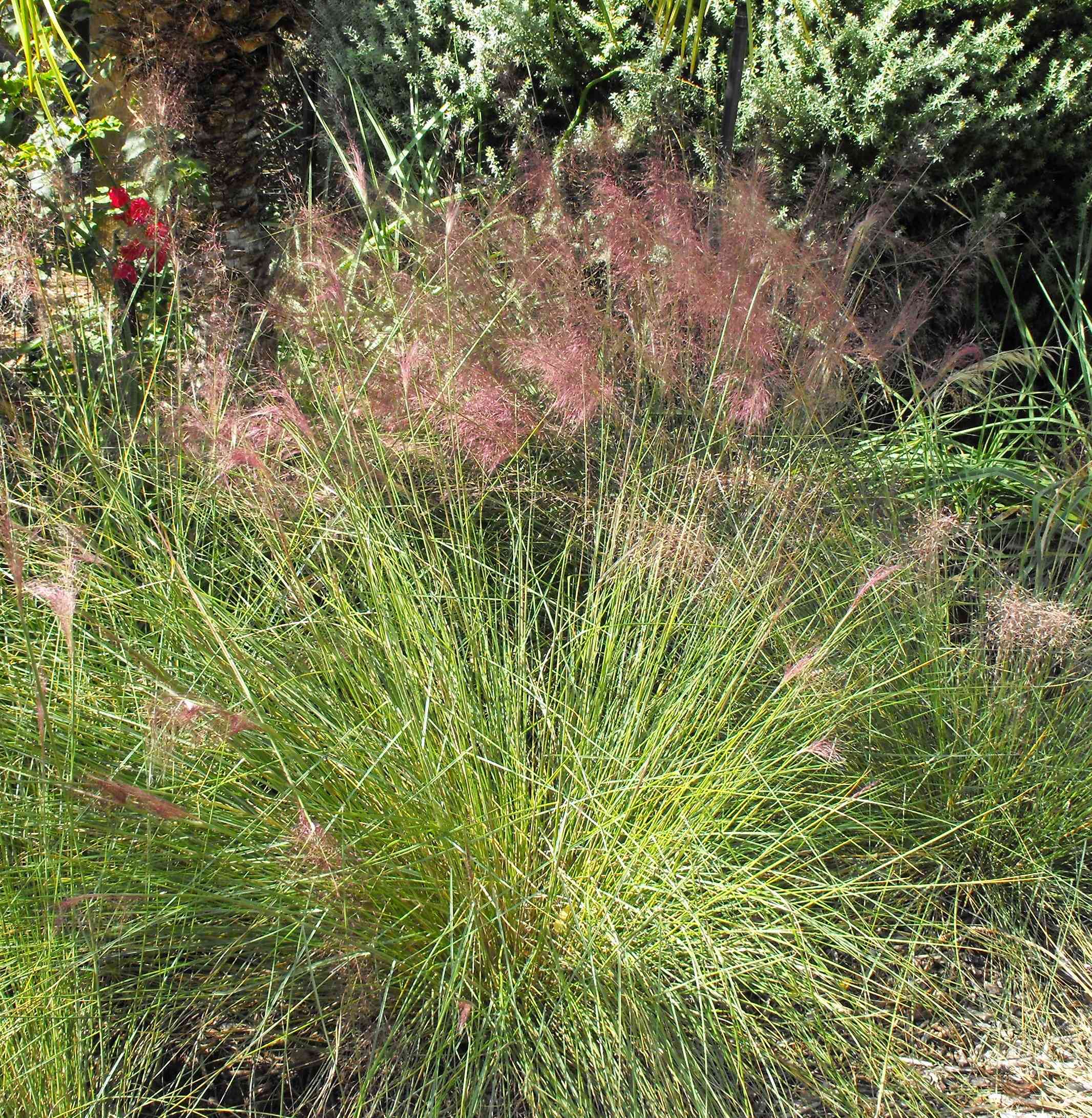 Pink muhly grass