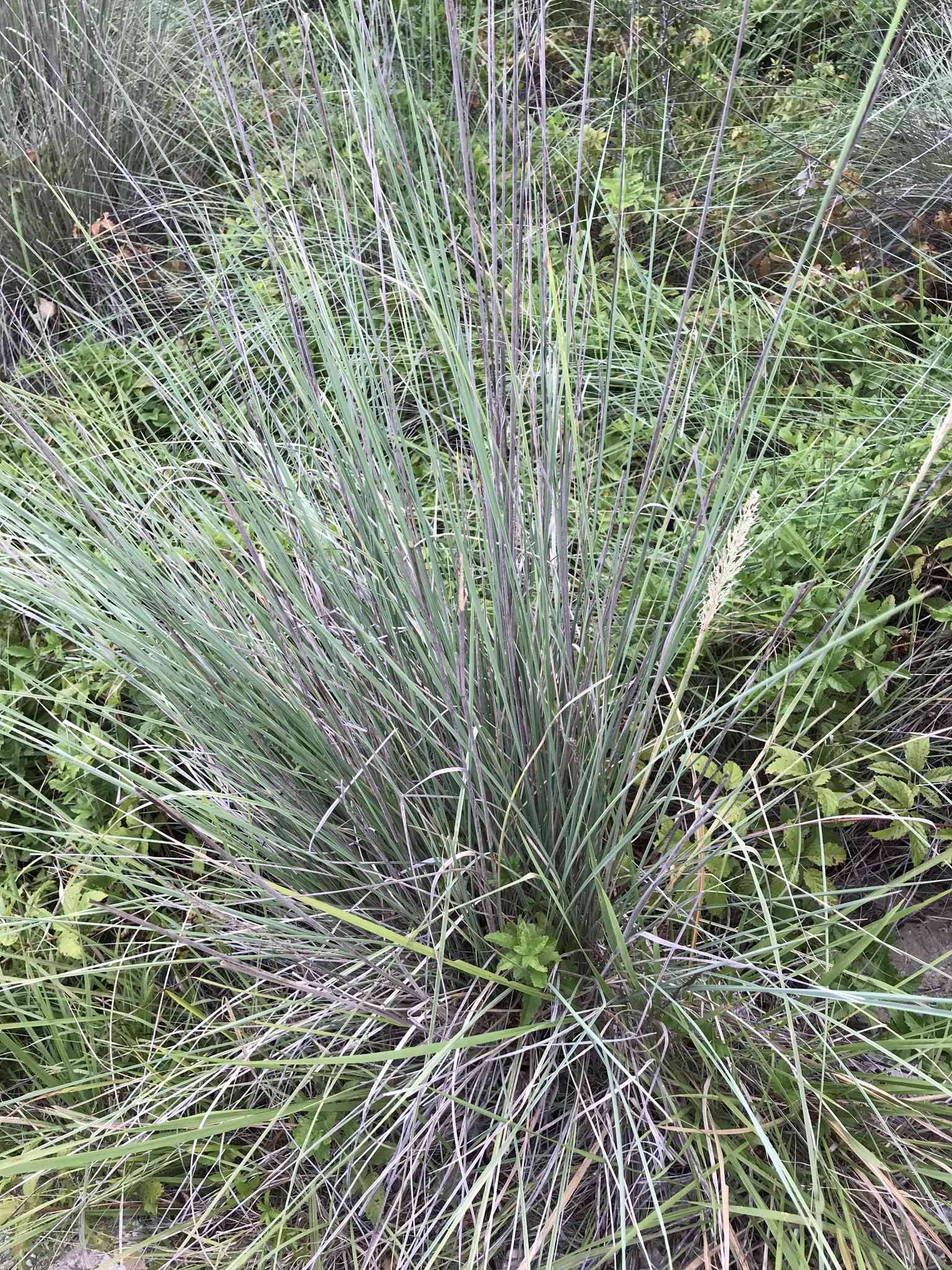 Lindheimer's muhly