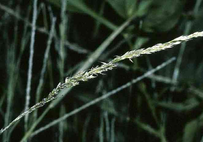 Nimblewill