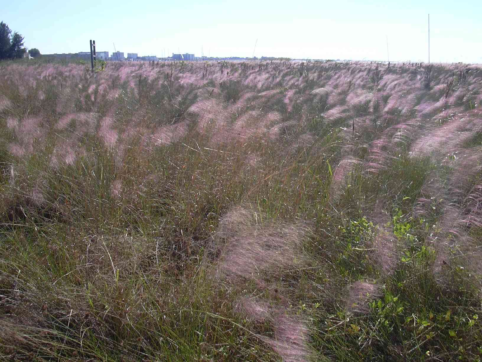 Gulf muhly