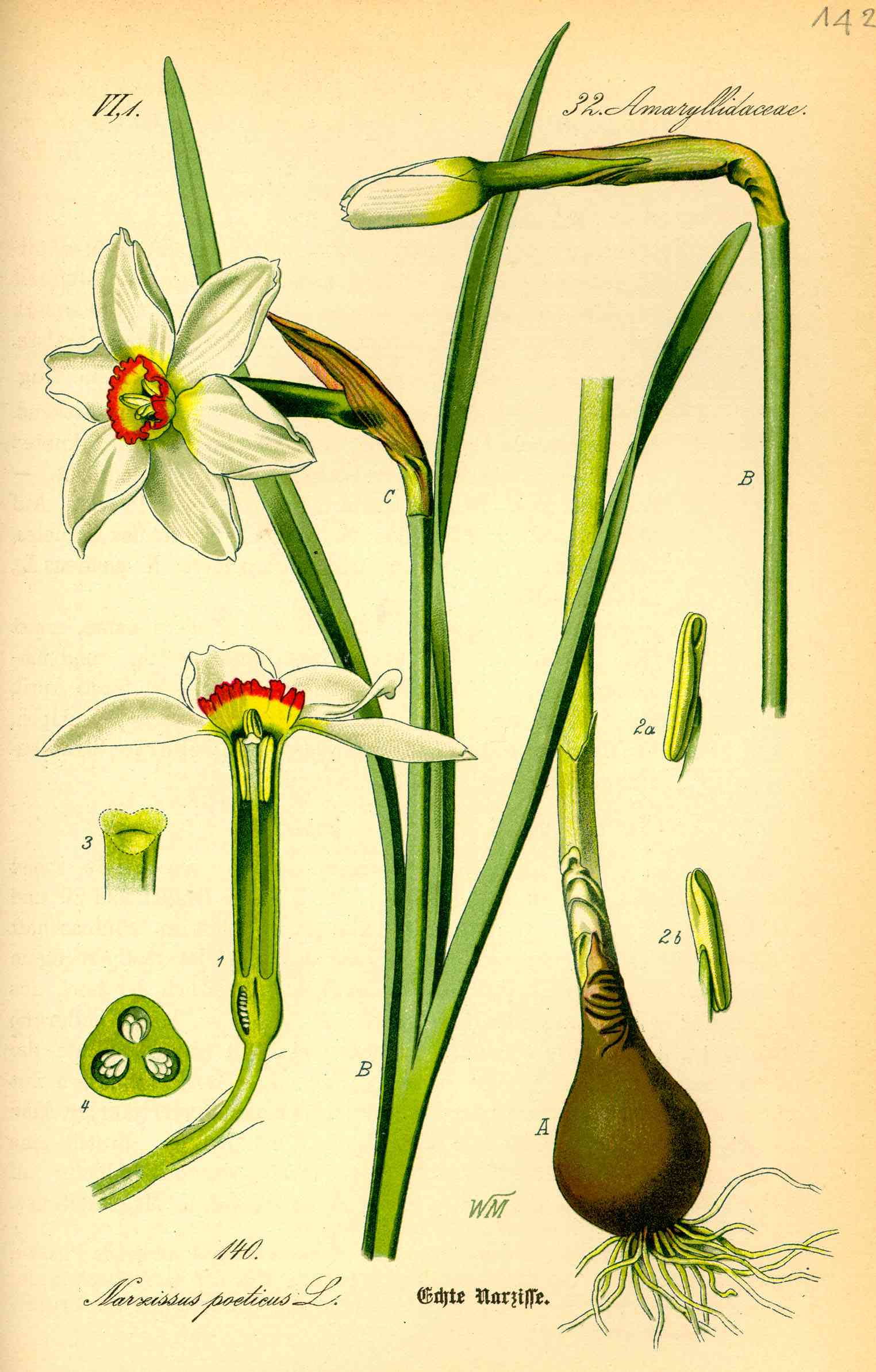 Poet's narcissus