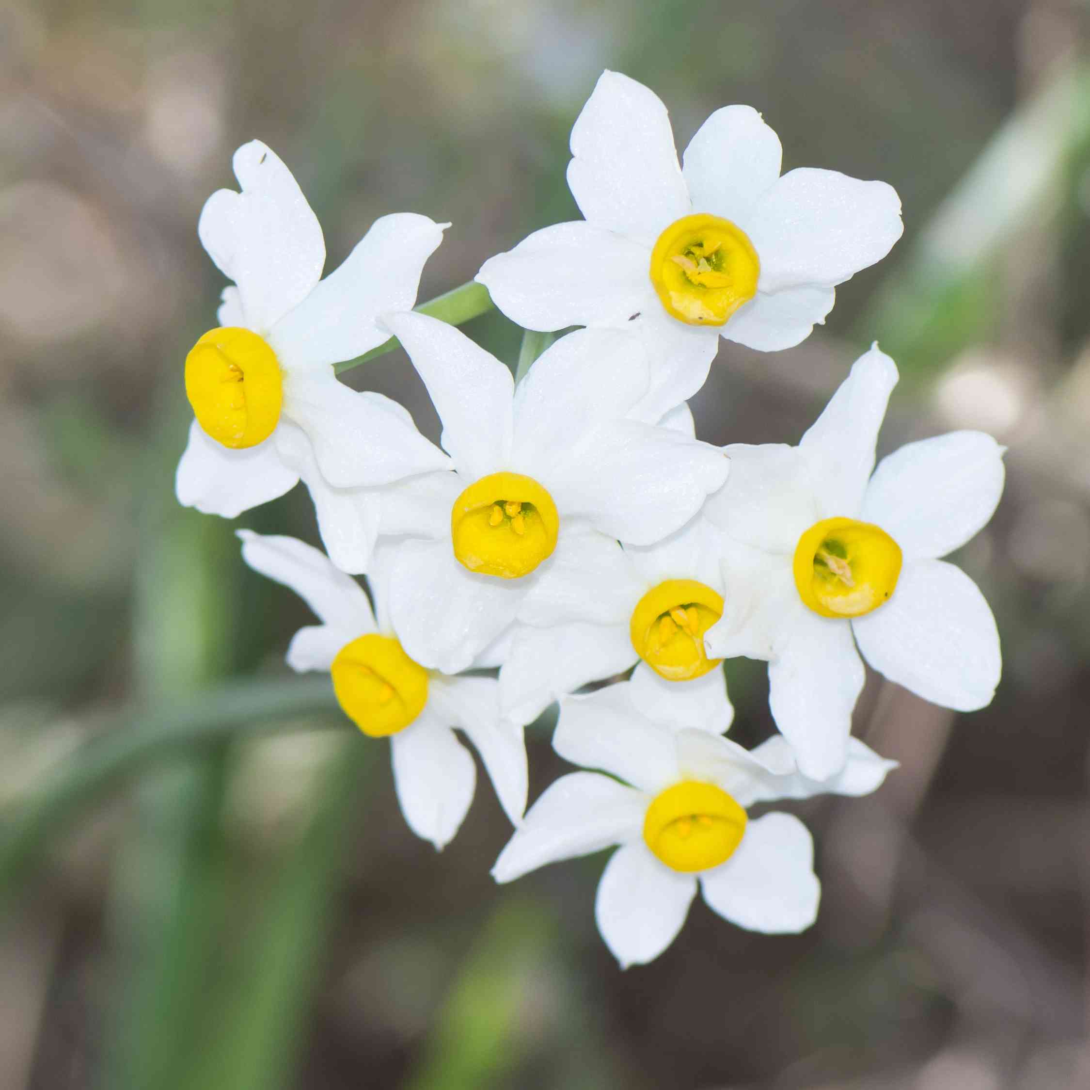 Chinese sacred lily