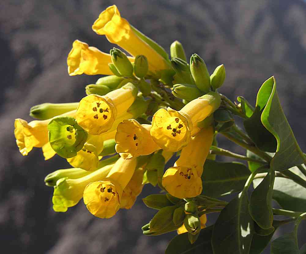 Tree tobacco