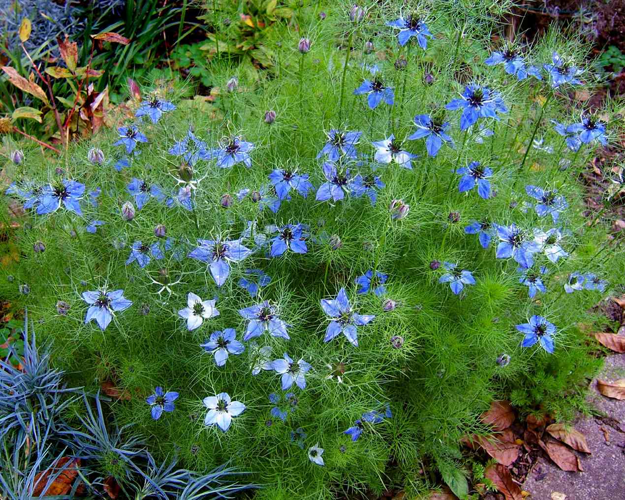 Love-in-a-mist