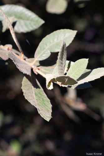 Tanoak