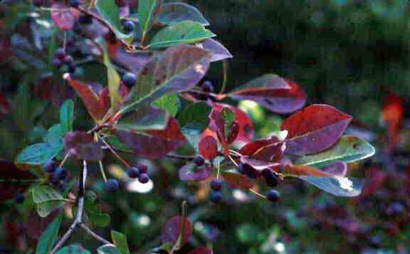 Black gum