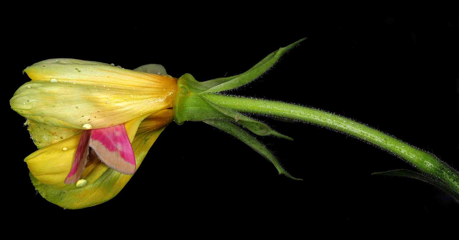 Common evening-primrose