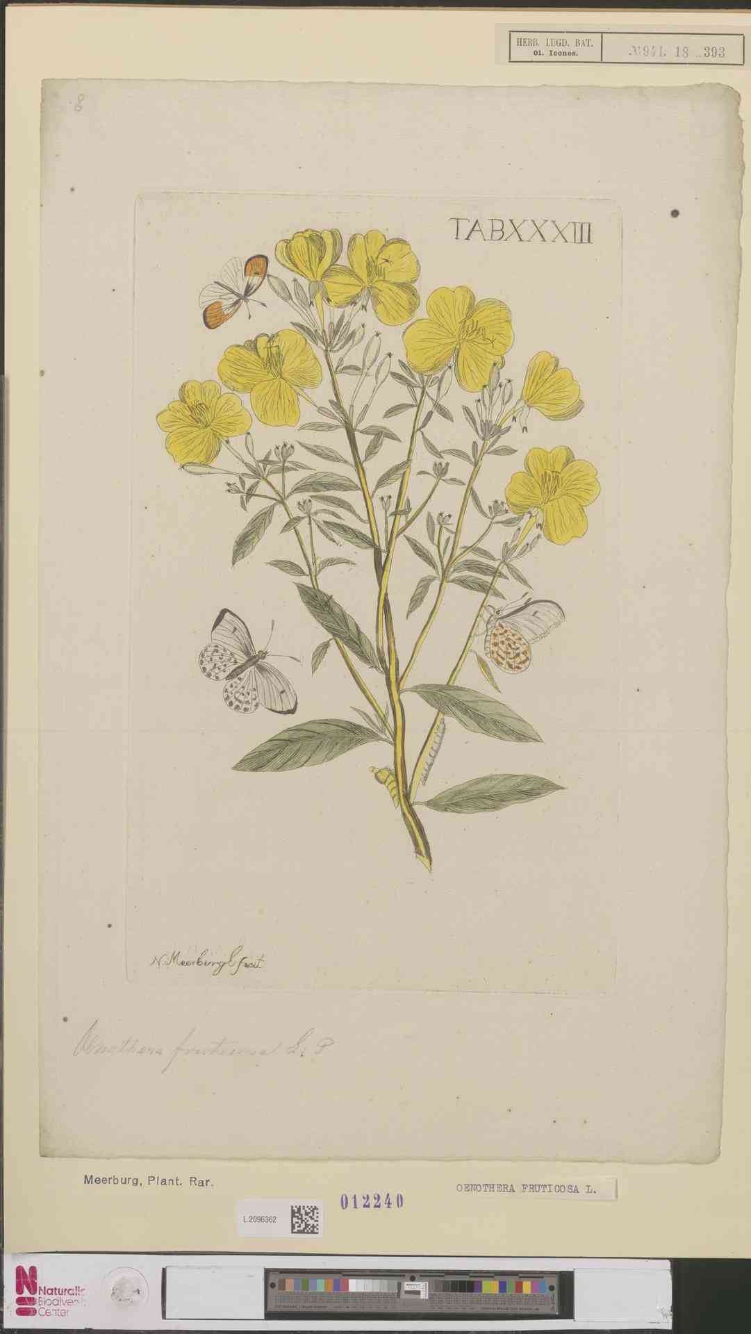 Narrowleaf evening primrose