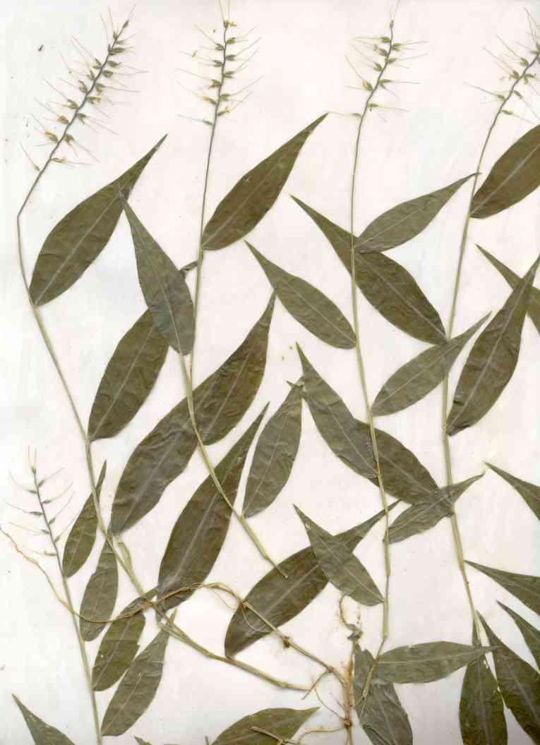 Wavy-leaf basket grass