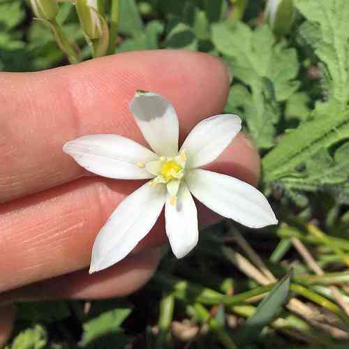 Garden star-of-bethlehem