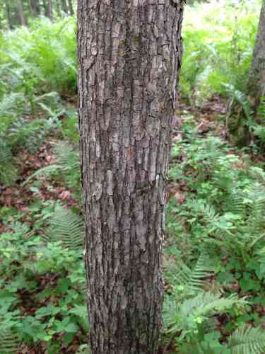 American hophornbeam