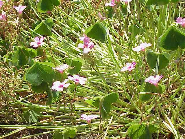Pink-sorrel