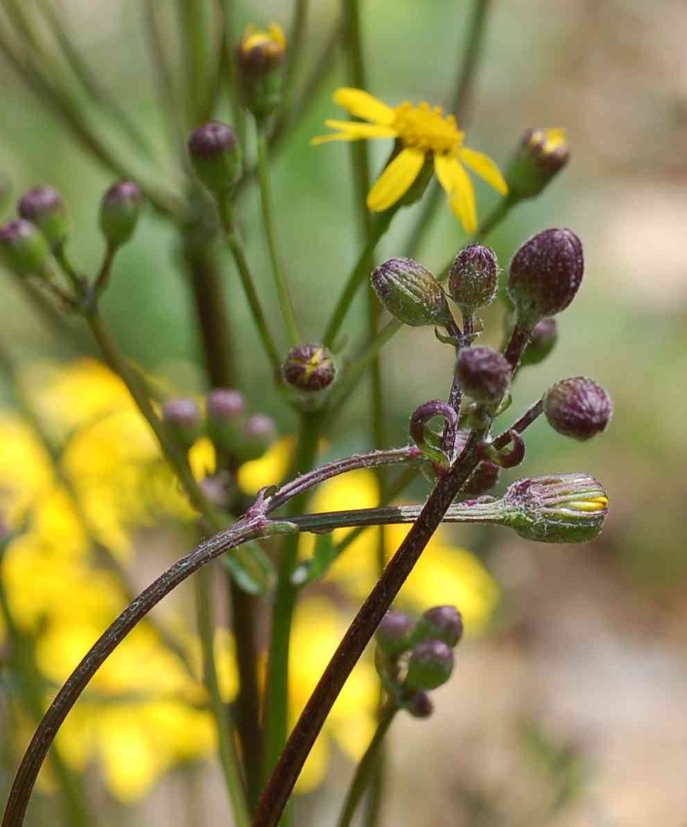 Golden ragwort