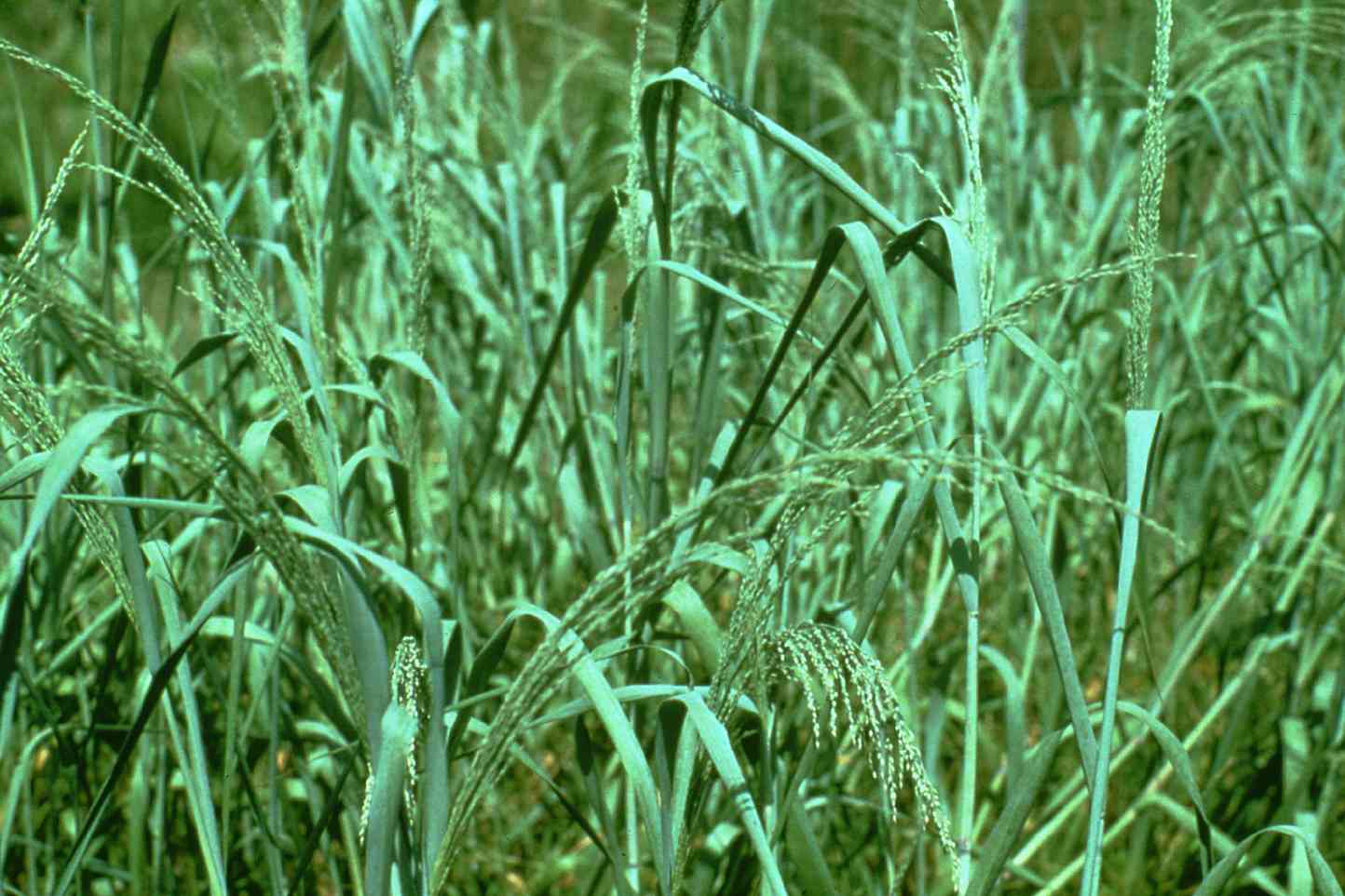 Bitter panicgrass
