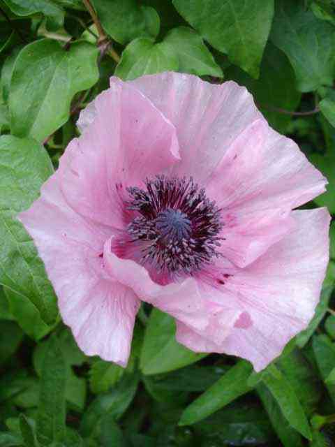 Oriental poppy
