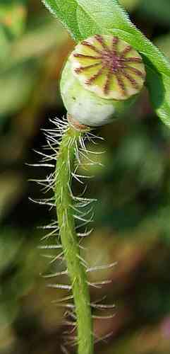 Corn poppy
