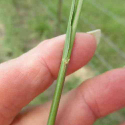 Bahiagrass