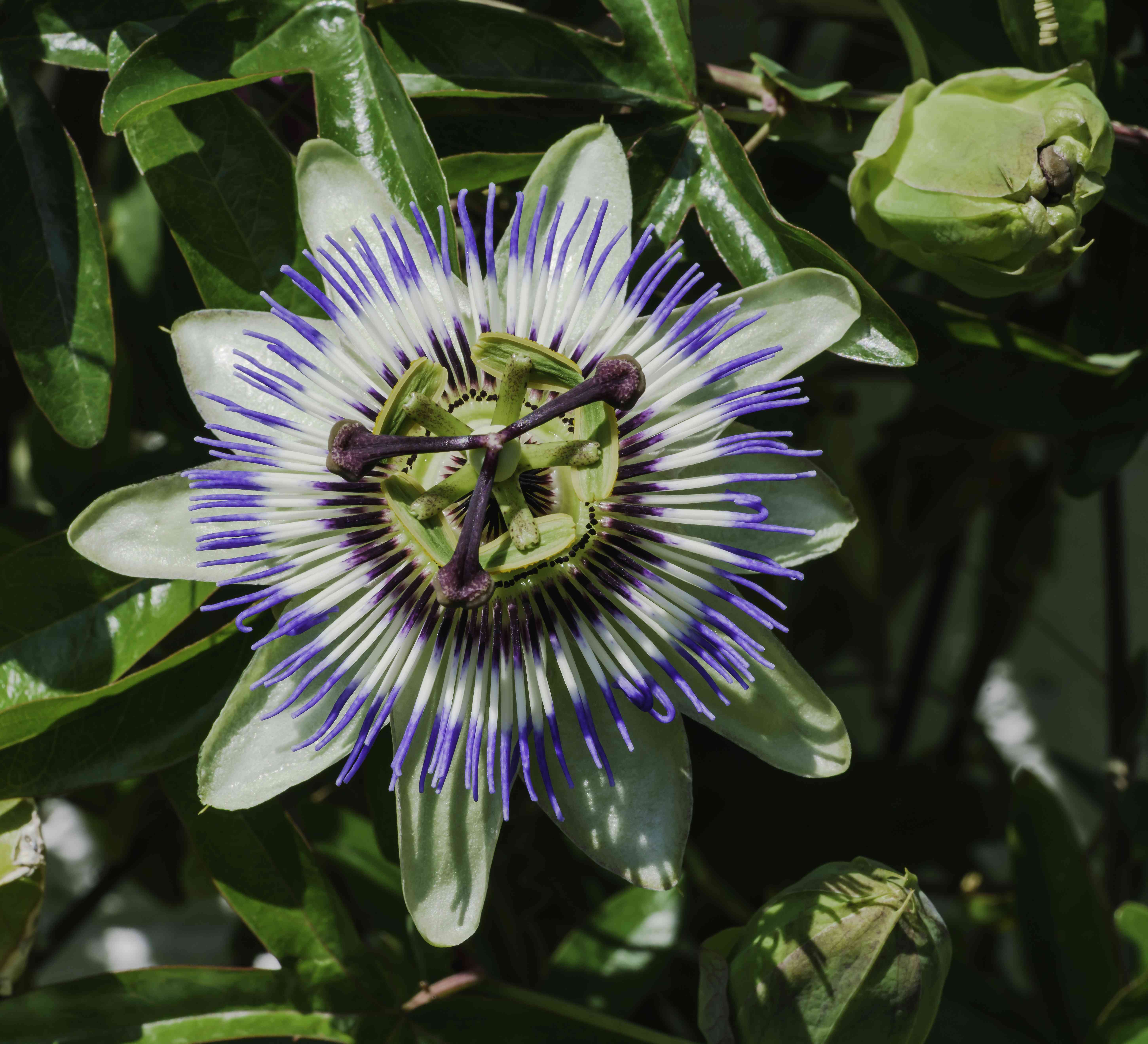 Blue passionflower