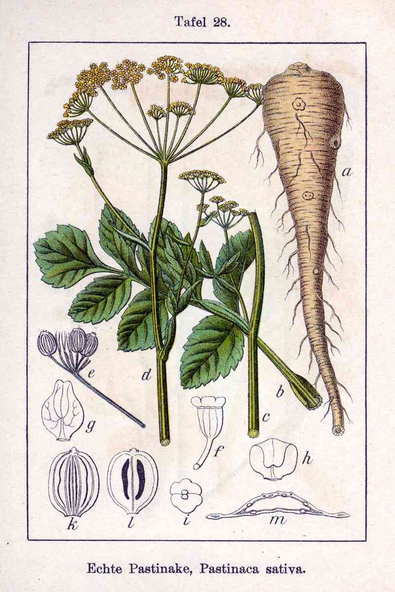 Parsnip