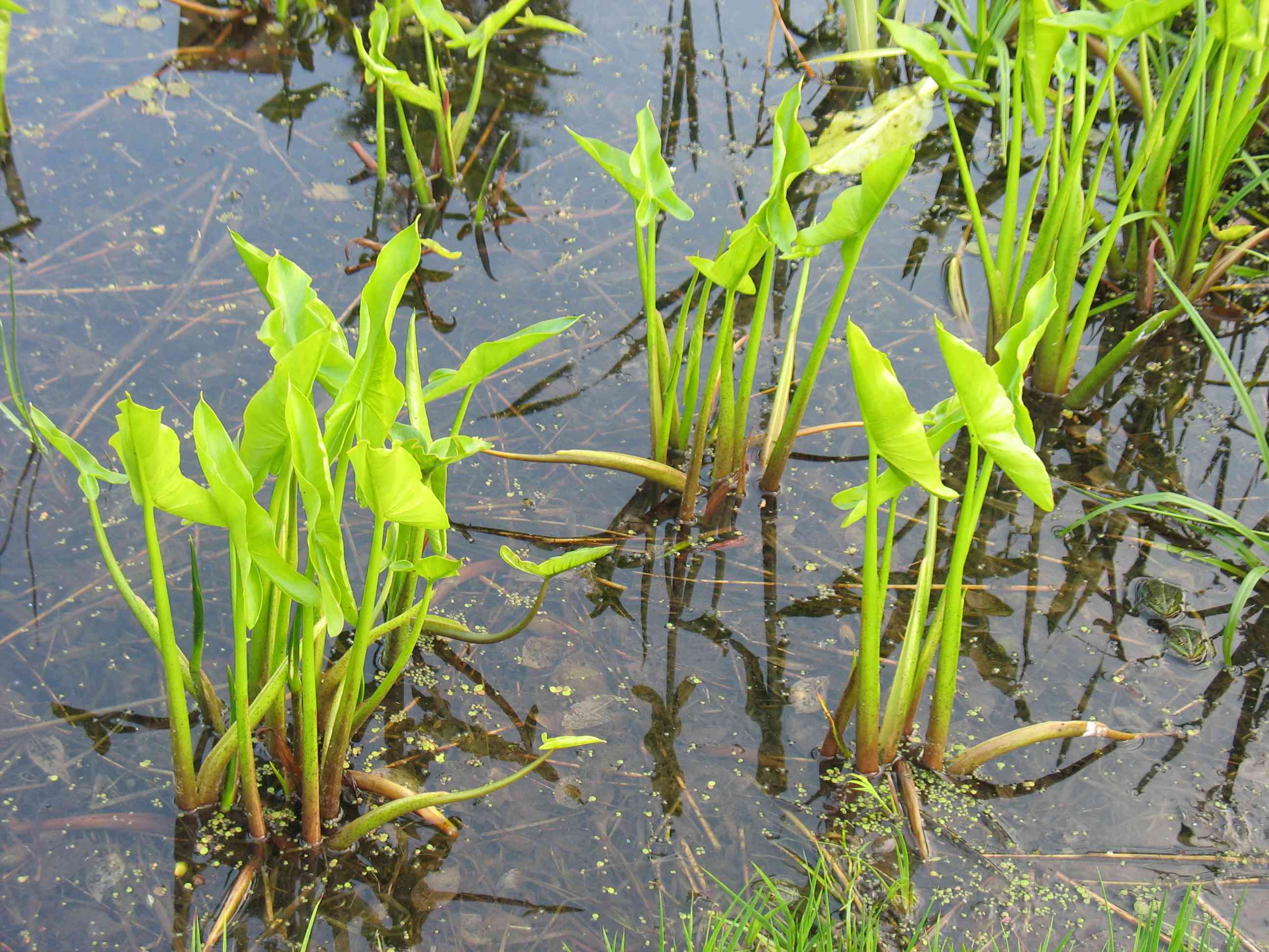 Green arrow arum