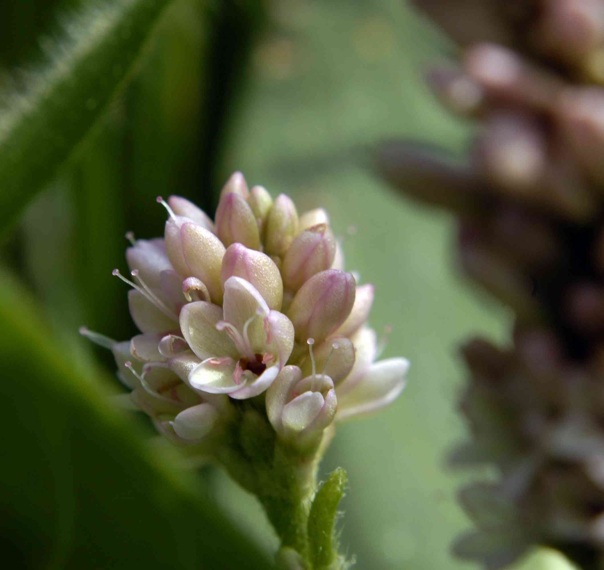 Pennsylvania smartweed