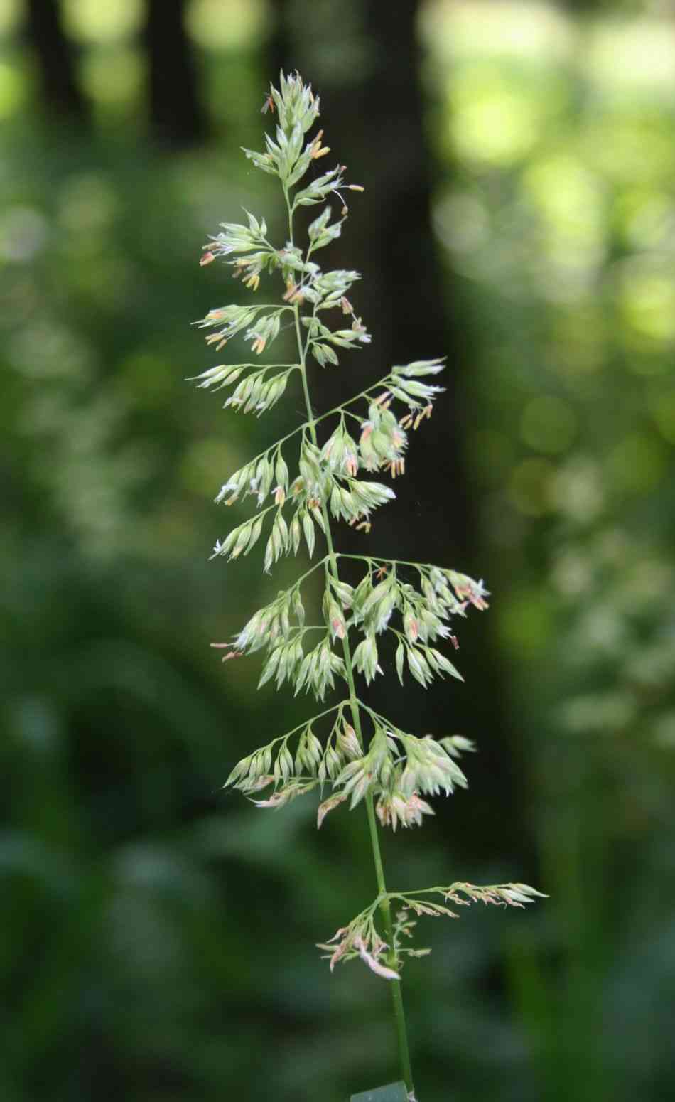 Reed canary grass