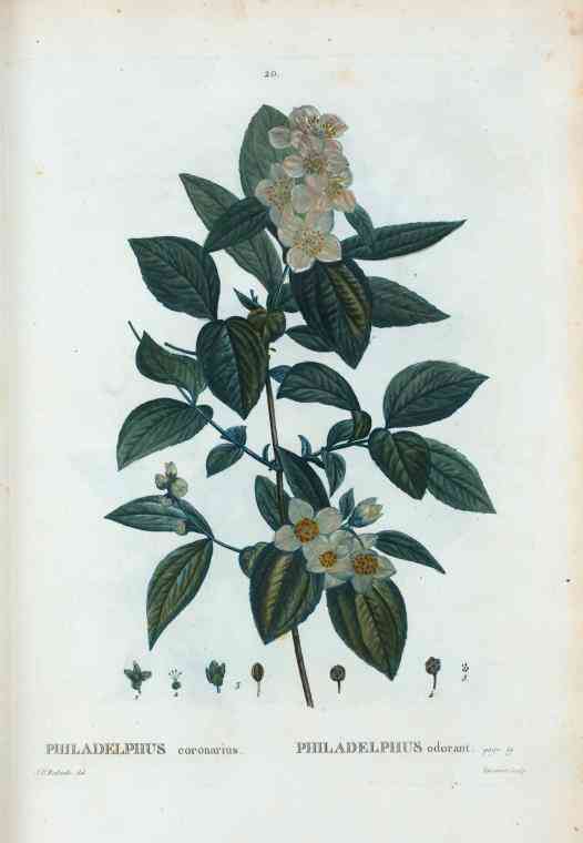 Sweet mock-orange