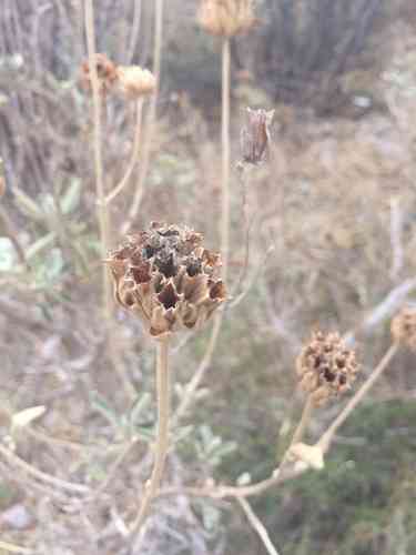 Shrubby jerusalem sage