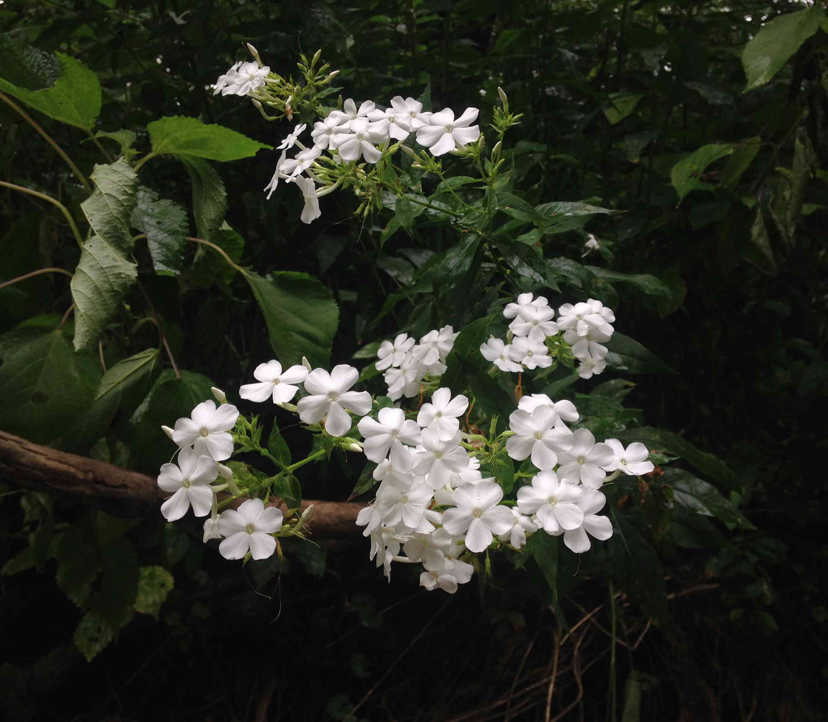 Garden phlox