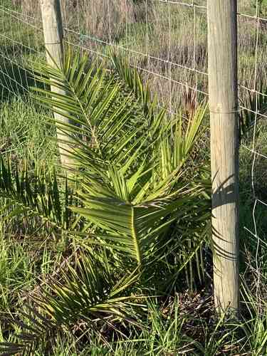 Canary island date palm