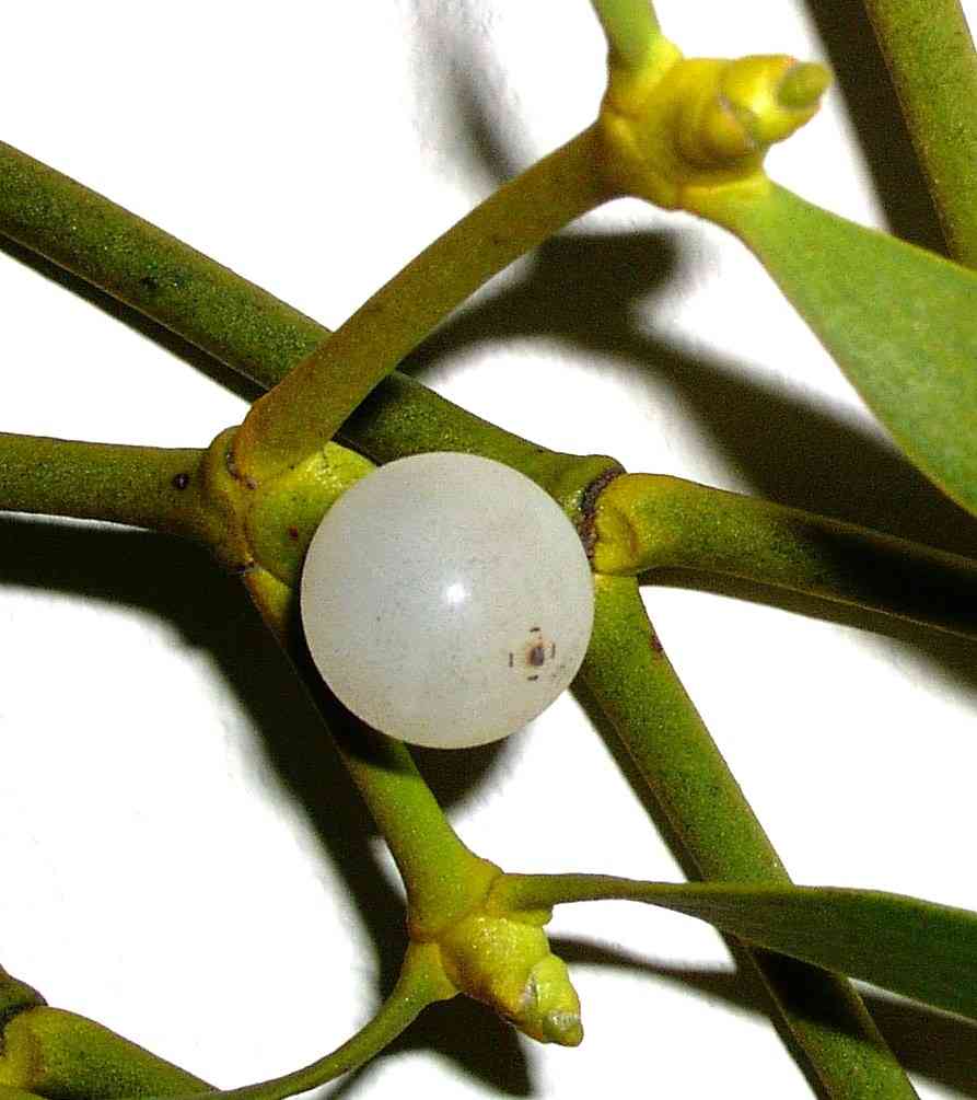 American mistletoe