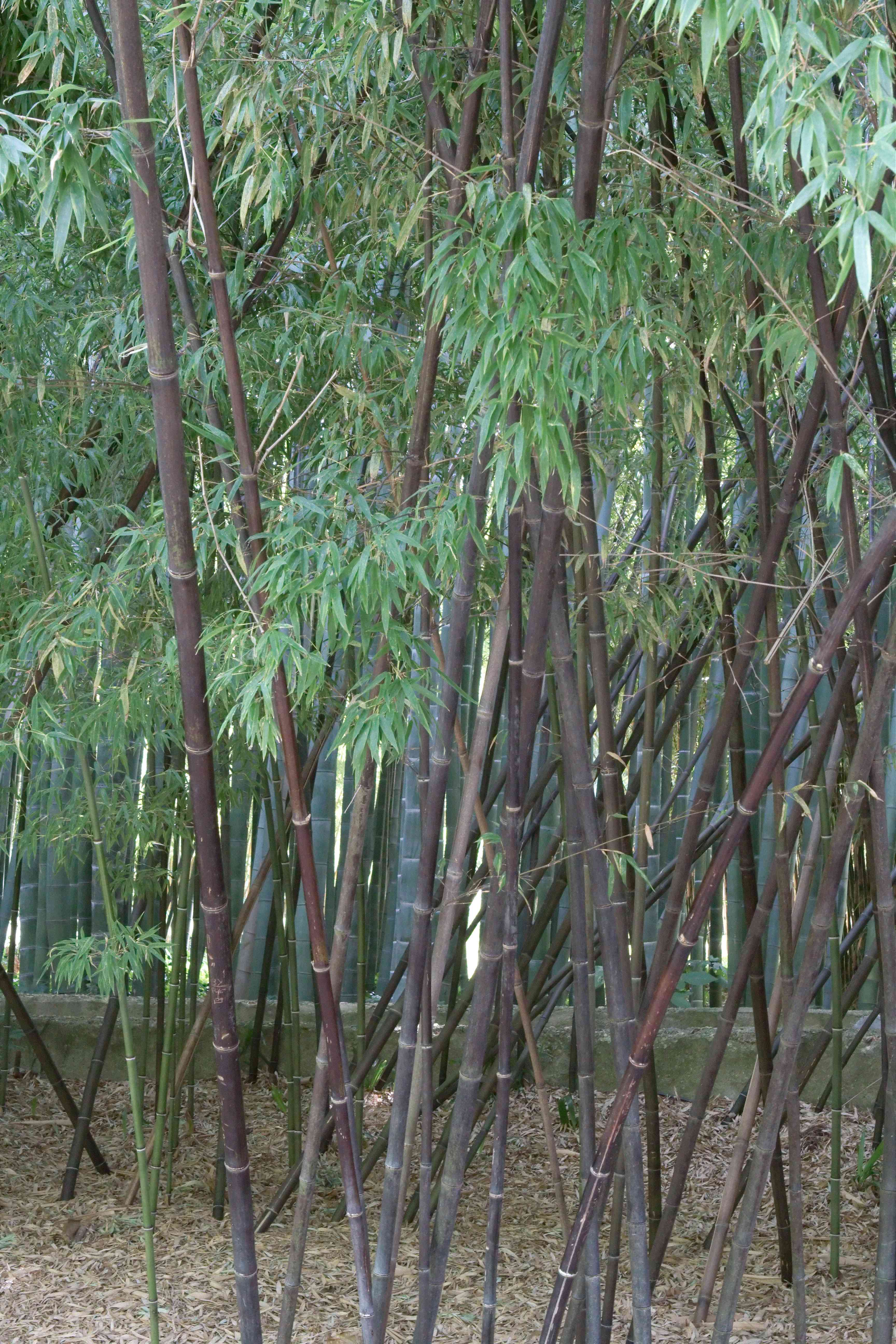 Black bamboo