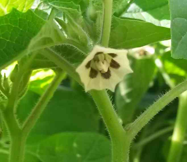 Tomatillo