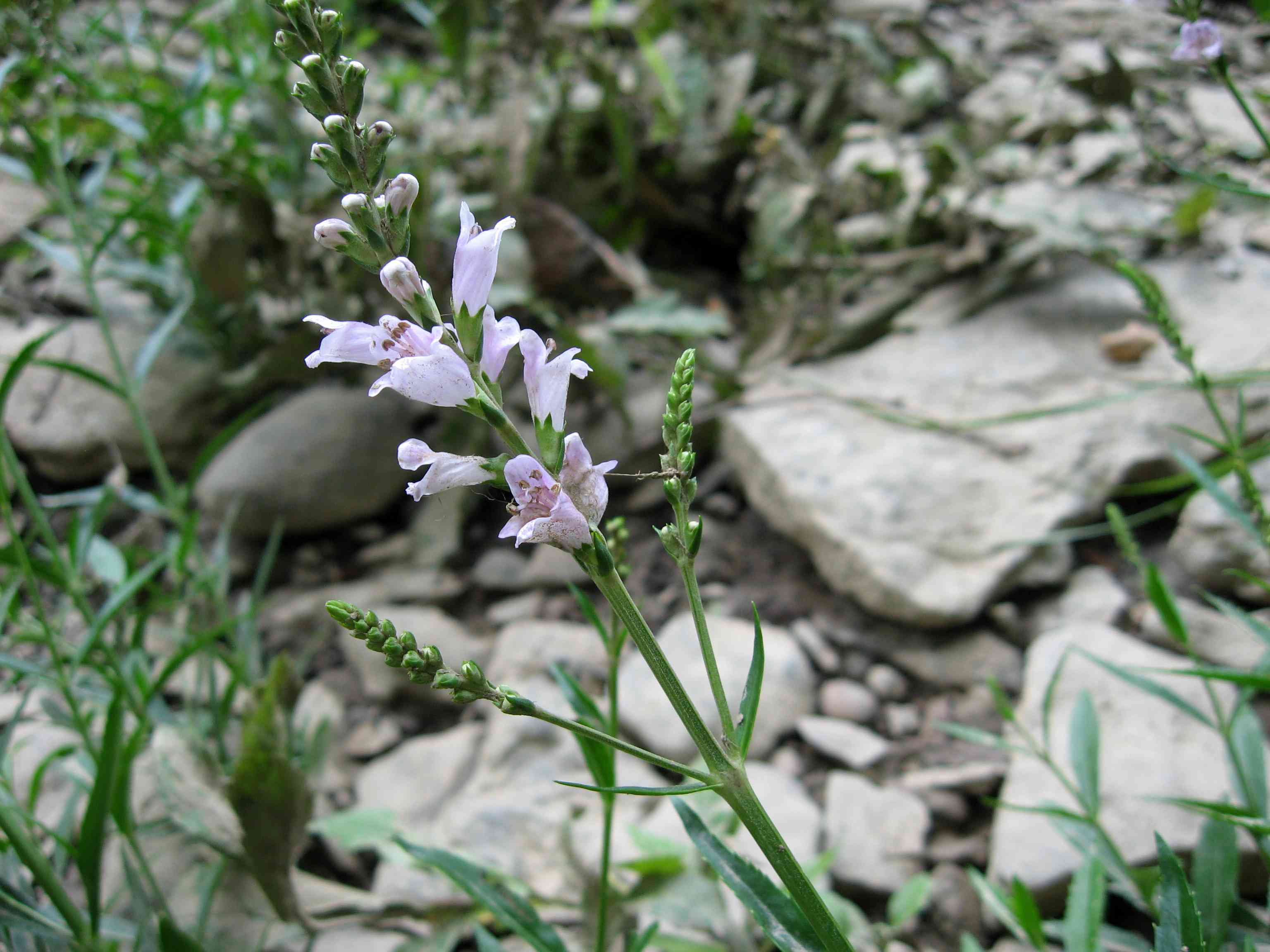 Obedient plant