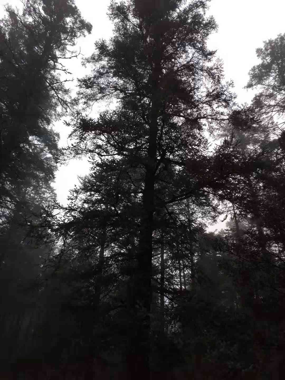Orange spruce