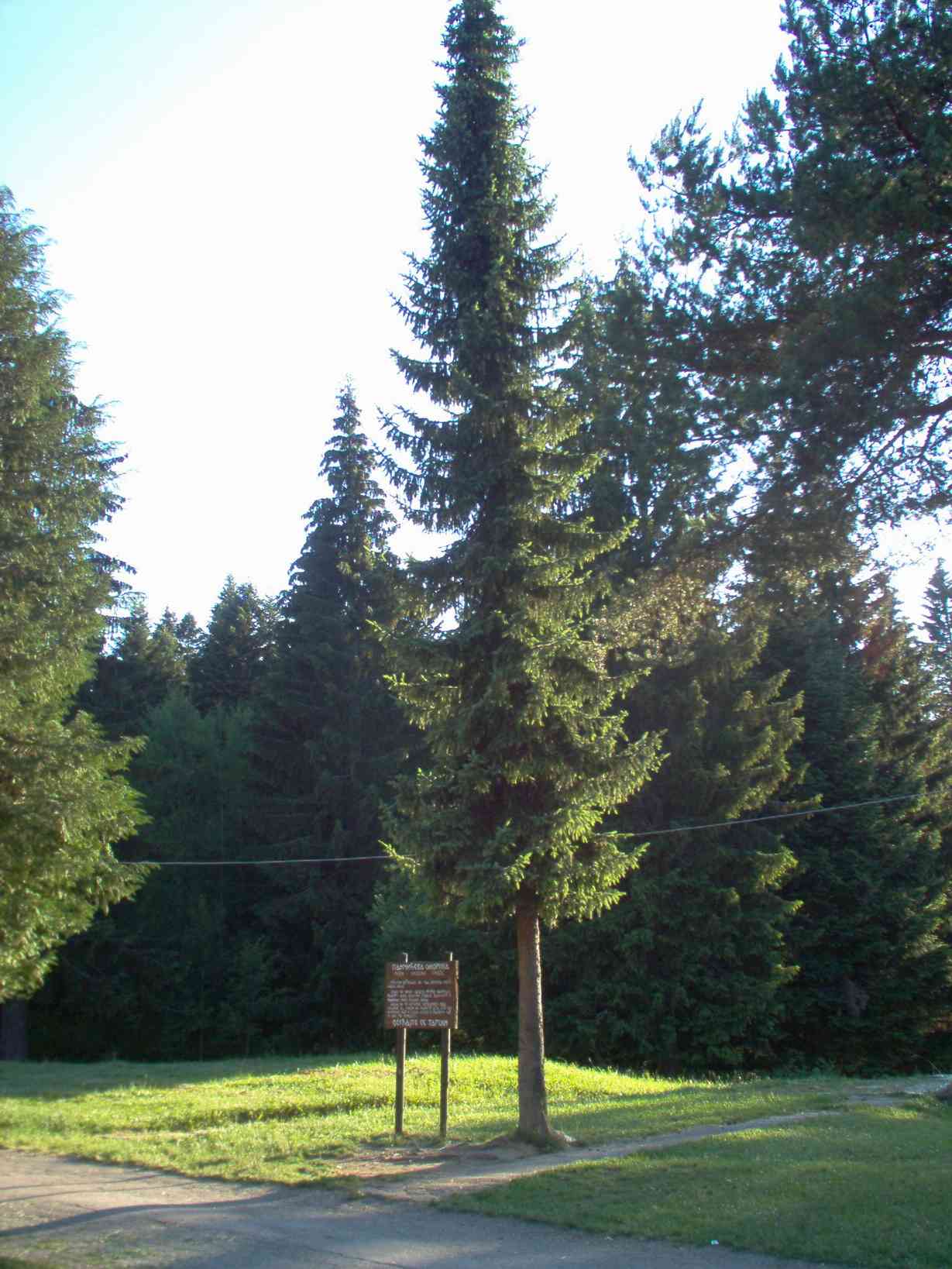 Serbian spruce
