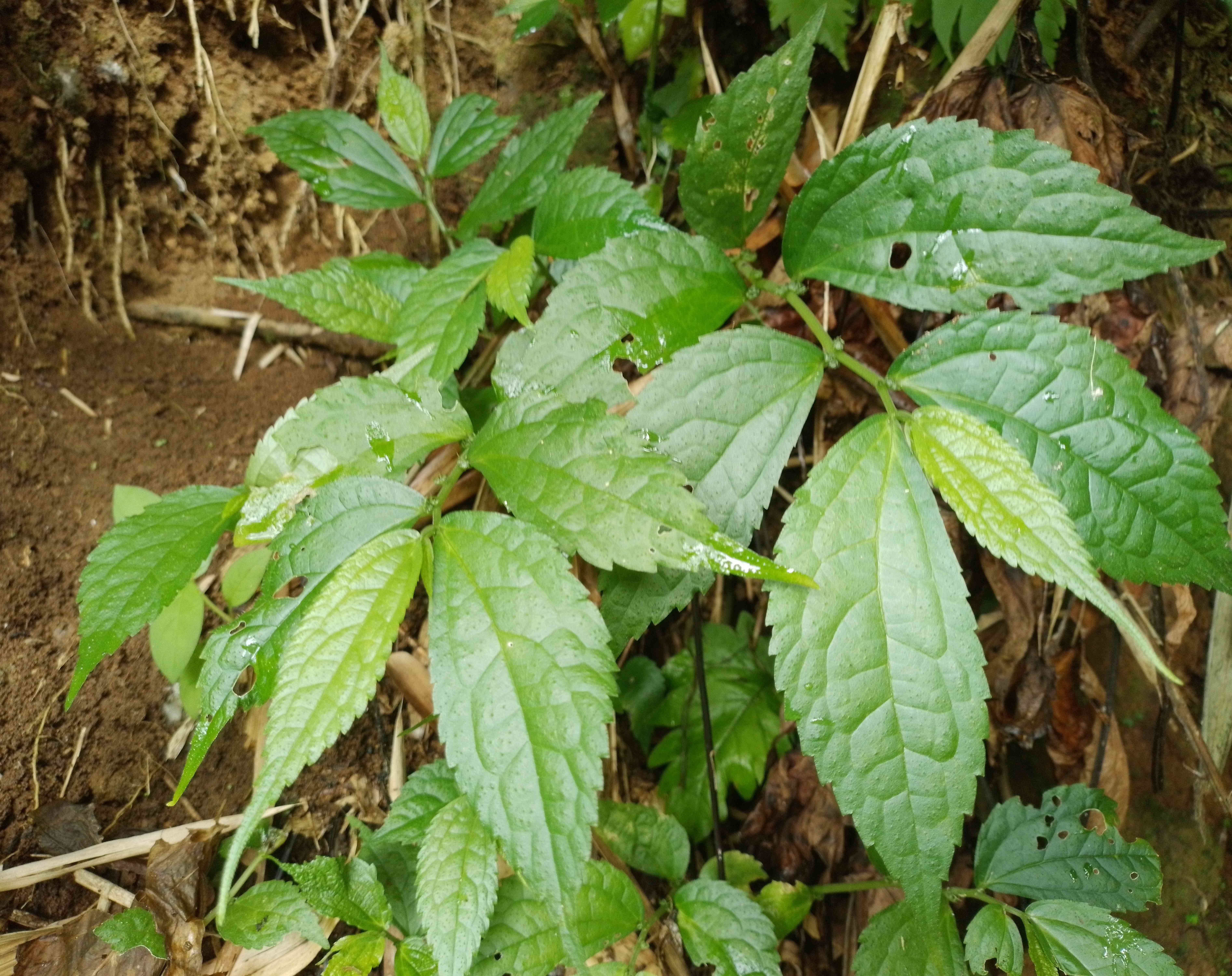 Clearweed