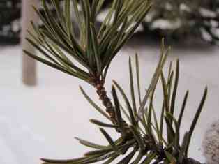 Jack pine