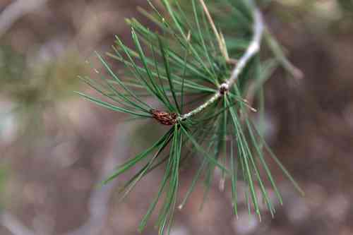 Bunge's pine